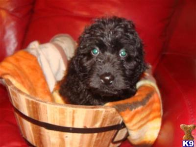 Labradoodle Puppies in FL